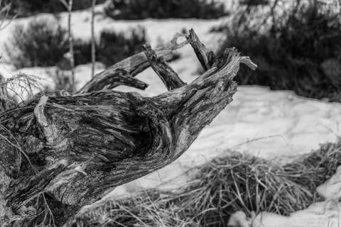 Grayscale Landscape of the Lothar path in the Black Forest Stock Photos