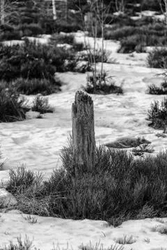 Grayscale Landscape of the Lothar path in the Black Forest Stock Photos