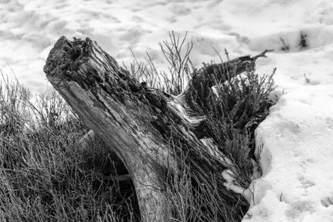 Grayscale Landscape of the Lothar path in the Black Forest Stock Photos