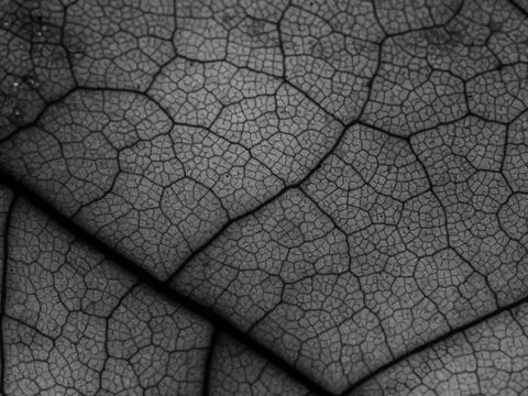 Grayscale macro shot of a maple leaf with a focus on black tiny veins Stock Photos