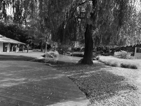 Grayscale of a park with a pond Fotos de archivo