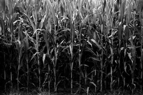 Grayscale shot of a corn bushes in a corn field Stock Photos