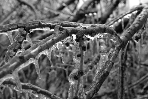 Grayscale shot of icicles on tree branches with a blurry background Stock Photos