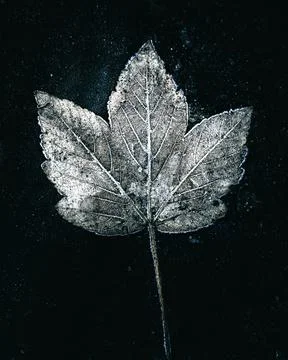 Grayscale shot of a maple leaf on a black background Stock Photos