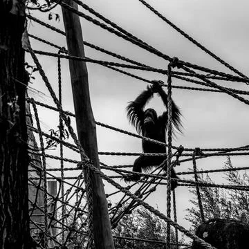 Grayscale shot of a monkey jumping on ropes in a zoo Foto stock