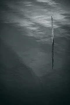Grayscale shot of a tiny dry tree out of the water Stock Photos