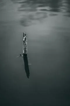 Grayscale shot of a tiny dry tree out of the water Stock Photos