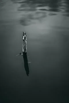 Grayscale shot of a tiny dry tree out of the water Stock Photos