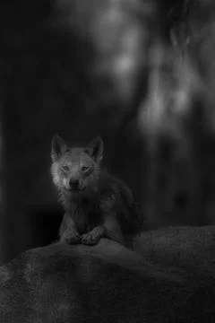 Grayscale vertical shot of a wolf laying on a rock Stock Photos