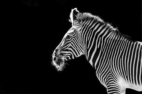 Grayscale of a zebra looking forward isolated on a black background Stock Photos
