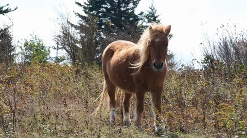 Grayson Highlands V2-0010 1 Stock Footage 125832181