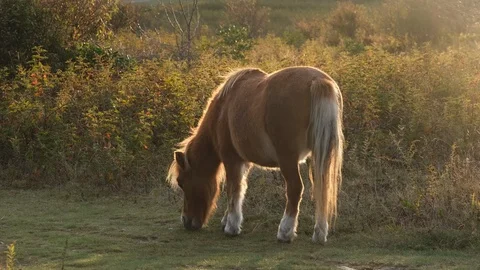 Grayson Highlands V2-0051 1 Stock Footage 125789646