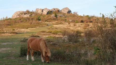 Grayson Highlands V2-0055 1 Stock Footage 125788596