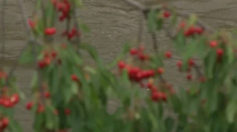 Graz chery Video stock 21249613