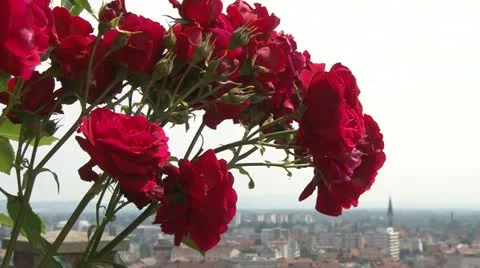 Graz flowers 動画素材 21067884