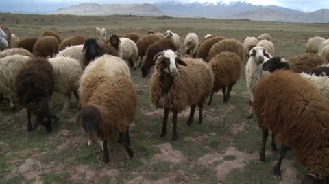 Graze of Sheep Stock Footage 46062026