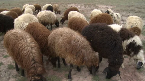 Graze of Sheep Stock Footage 46062701