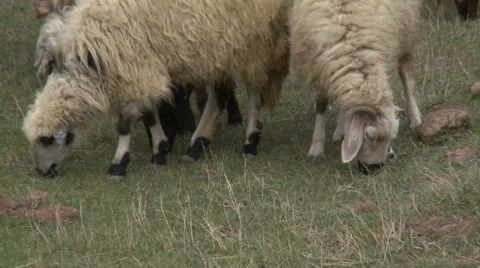Graze of Sheep Stock Footage 46062742