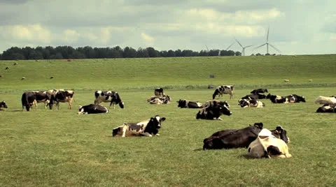 Grazing and ruminating cows in Dutch pasture in front of a dike Stock Footage 25210914