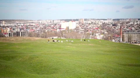 Grazing animals in the city 스톡 동영상 64639559