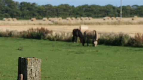 Grazing animals Stock Footage 101313494