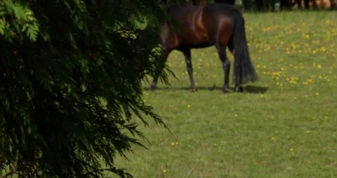 Grazing animals Video stock 101343769