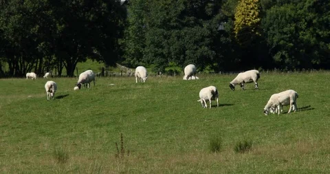 Grazing animals Vídeos de archivo 101344972