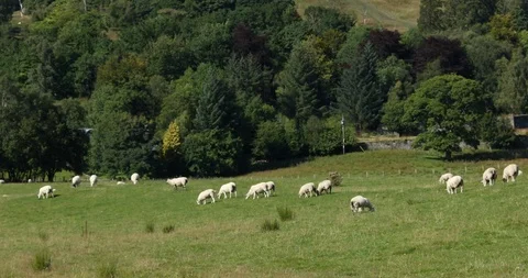 Grazing animals Video stock 101344978