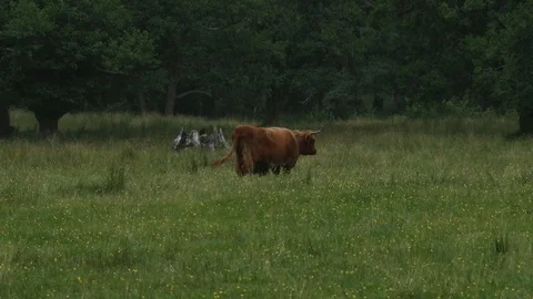 Grazing animals Stock Footage 101354427