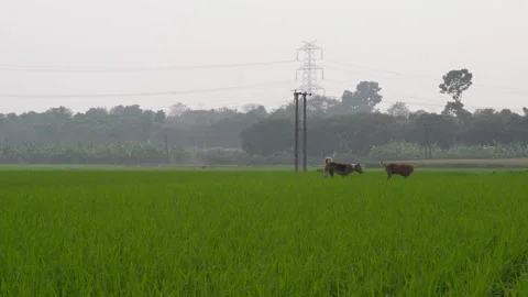 Grazing Animals Vidéo 333916302