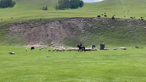 Grazing animals in Mongolian meadows Stock Footage 248444523