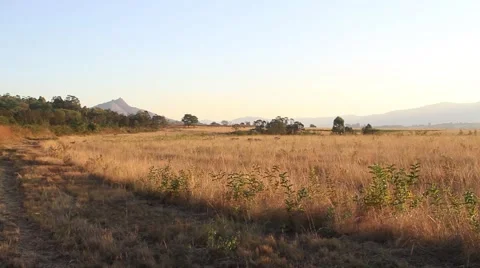 Grazing antelopes in the field Video stock 51762206
