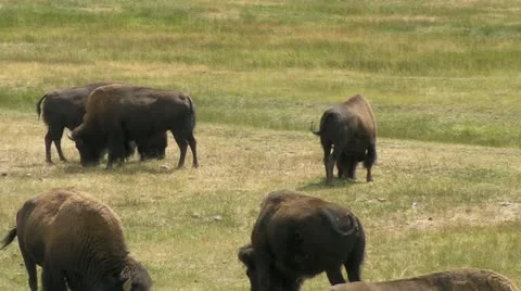 Grazing Bison Stock Footage