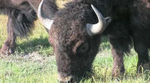 Grazing Bison Head Video stock 11497303