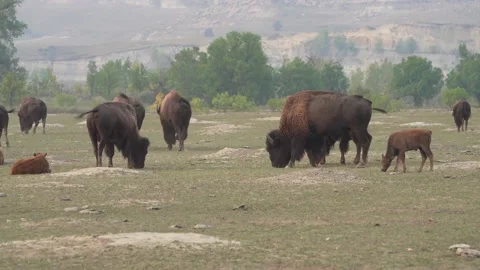 Grazing Bison Herd with Calves Video stock 171584824