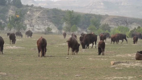 Grazing Bison Herd Video stock 171584813