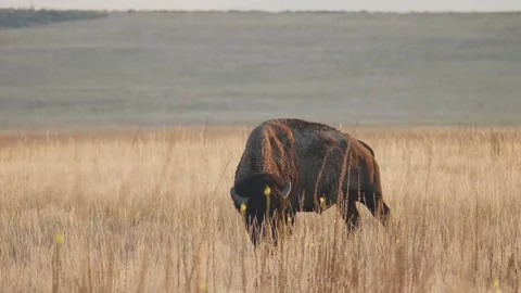 Grazing Bison Looks Up While Grazing During Golden Hour Stock Footage 137146592