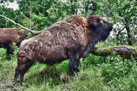 Grazing Bison Stock Photos