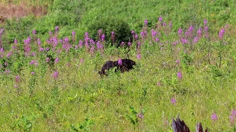 Grazing Black Bear Video stock 92650269