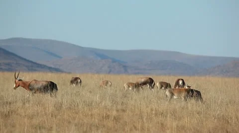 Grazing blesbok antelopes Stock Footage 22163706