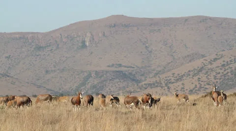 Grazing blesbok antelopes Stock Footage 24637923