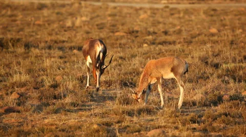 Grazing blesbok antelopes Stock Footage 24925178