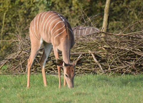 A grazing Bongo Stock Photos
