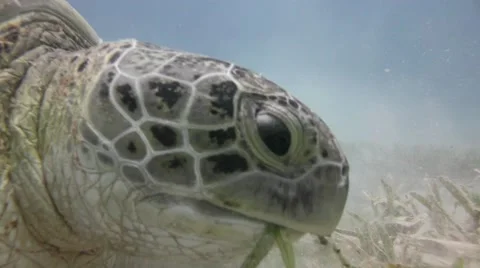 Grazing at the bottom of the green turtle. Stock Footage 61861782