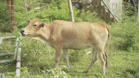 A grazing brown cow Video stock 210611513