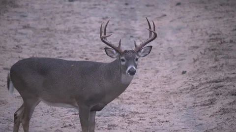 Grazing Buck Stock Footage 34174408