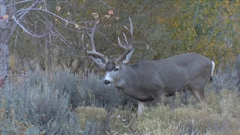 Grazing Buck Raises His Head Quickly Stock Footage 117654044
