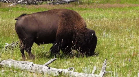 Grazing Buffalo Vídeos de archivo 56663095