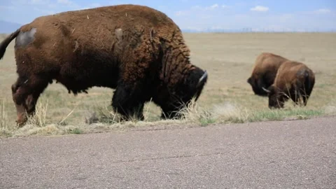 Grazing Buffalo Stock Footage 240345141