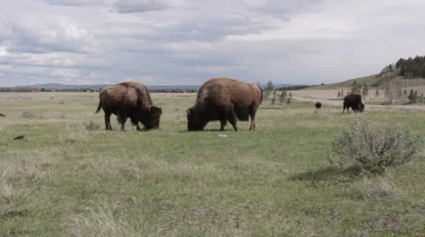 Grazing Buffalos Stock Footage 25796070